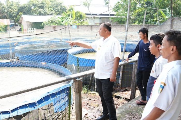 Terpicu dari Dua Produsen Lele yang Berkembang Pesat, Pemkab Kediri Dorong Penguatan Nilai Jual Terpicu dari Dua Produsen Lele yang Berkembang Pesat, Pemkab Kediri Dorong Penguatan Nilai Jual