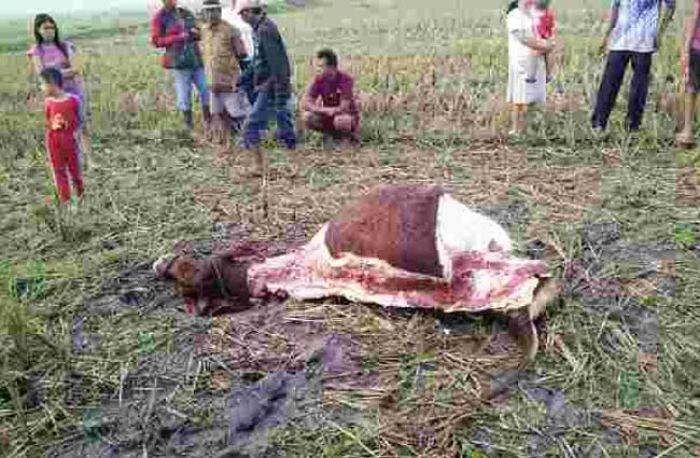 Maling Sapi Maling Sapi