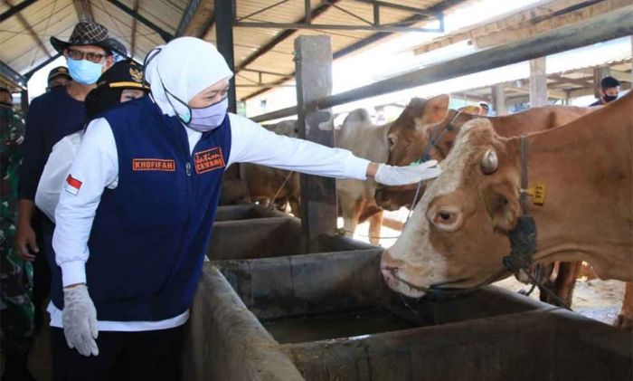 Angka Kelahiran Sapi di Jawa Timur Tertinggi Nasional, Gubernur Khofifah Tekankan 2 Hal ini Angka Kelahiran Sapi di Jawa Timur Tertinggi Nasional, Gubernur Khofifah Tekankan 2 Hal ini