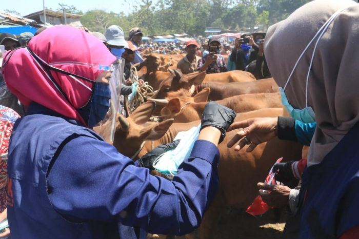 Bisa Jadi Korporasi, Khofifah Apresiasi Penjualan Sapi secara Online di Pettong Bangkalan