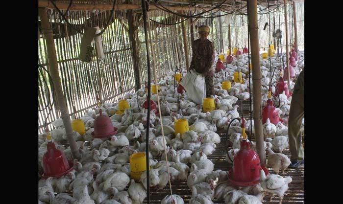 Kawal Permentan, Disnak Pasuruan Terus Pantau Perusahaan Pakan Kawal Permentan, Disnak Pasuruan Terus Pantau Perusahaan Pakan