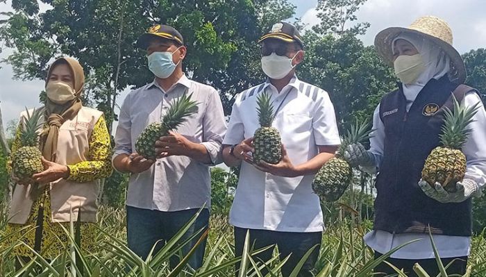 Gubernur Khofifah Puji Kelezatan Nanas Varian Baru dari Lereng Kelud Kediri Gubernur Khofifah Puji Kelezatan Nanas Varian Baru dari Lereng Kelud Kediri