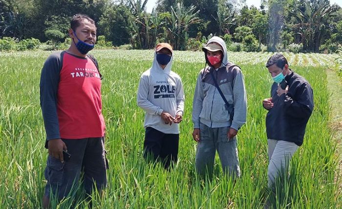 Dinas Pertanian Kediri Turunkan Tim Cek Tanaman Padi yang Terserang Penyakit Potong Leher