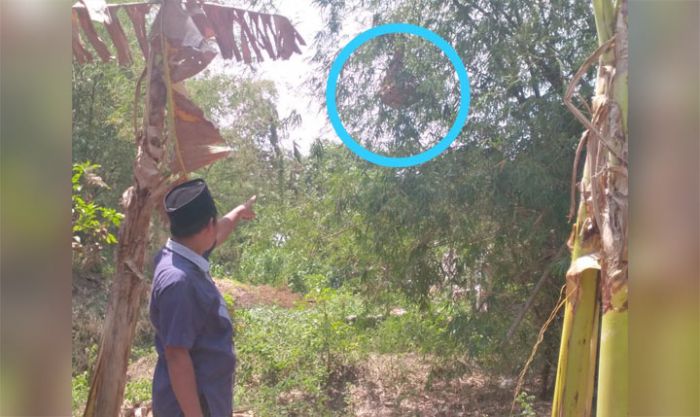 Petani di Tuban Tewas Setelah Diserang Ratusan Tawon Ndas Petani di Tuban Tewas Setelah Diserang Ratusan Tawon Ndas