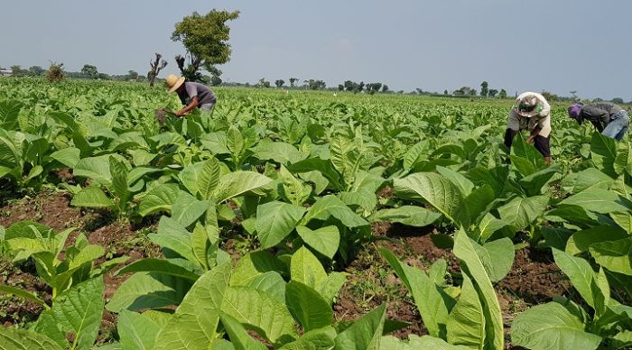 Tembakau Petani Probolinggo Tak Terbeli, Gara-gara Gudang Pabrikan Masih Tutup