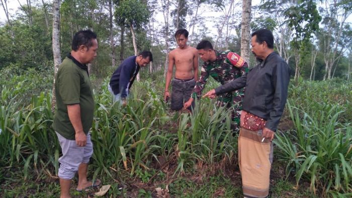 Jelang Malam Tahun Baru, Pencari Rumput di Blitar Temukan Sosok Bayi Perempuan Jelang Malam Tahun Baru, Pencari Rumput di Blitar Temukan Sosok Bayi Perempuan