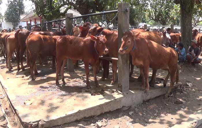 Jelang Idul Adha, Harga Sapi di Kota Blitar Tembus Rp 23 Juta per Ekor Jelang Idul Adha, Harga Sapi di Kota Blitar Tembus Rp 23 Juta per Ekor