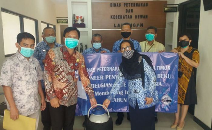 ​Jaga Ketersediaan Stok Daging, Disnakwan Lamongan Siap Kembangkan Sapi Jenis Belgian Blue