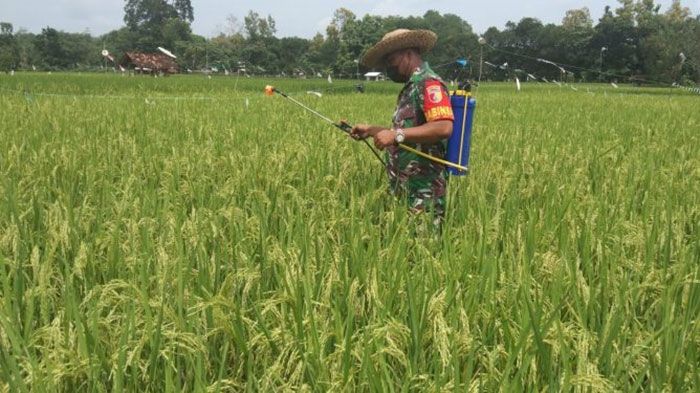 Mengintip Aksi Babinsa Koramil 0827/13 Rubaru Sumenep saat Memberi Pelatihan Cara Semprot Hama Mengintip Aksi Babinsa Koramil 0827/13 Rubaru Sumenep saat Memberi Pelatihan Cara Semprot Hama