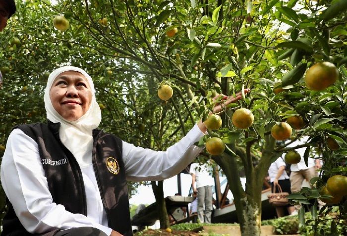 Selain Apel, Kota Batu Miliki Wisata Petik Jeruk yang Menjanjikan, Khofifah: Ini Daya Tarik Baru Selain Apel, Kota Batu Miliki Wisata Petik Jeruk yang Menjanjikan, Khofifah: Ini Daya Tarik Baru