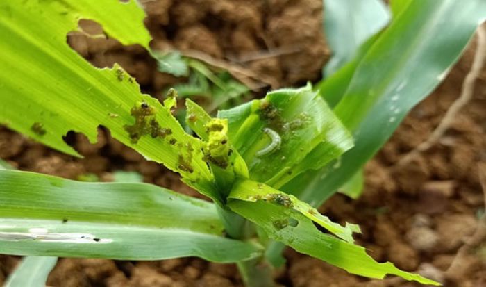 Diserang Hama Ulat, Petani Jagung di Bektiharjo Tuban Alami Kerugian Rp 14 Miliar Diserang Hama Ulat, Petani Jagung di Bektiharjo Tuban Alami Kerugian Rp 14 Miliar