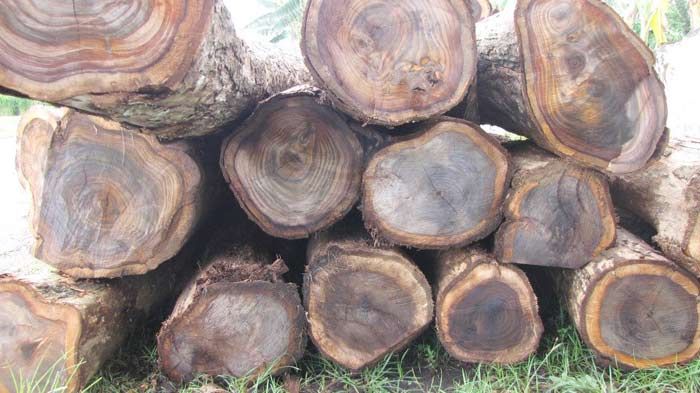 Perum Perhutani Jatim Digugat Warga Jombang Rp 2 M