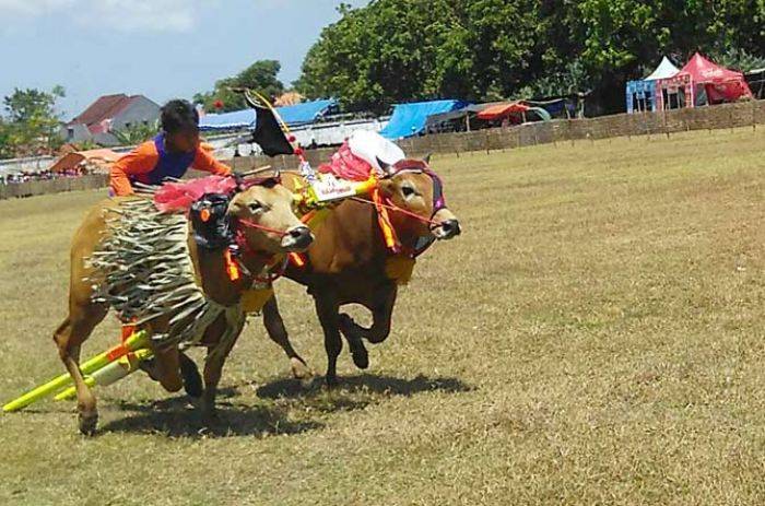 Tari Pecot Awali Karapan Sapi Piala Presiden di Pamekasan Tari Pecot Awali Karapan Sapi Piala Presiden di Pamekasan