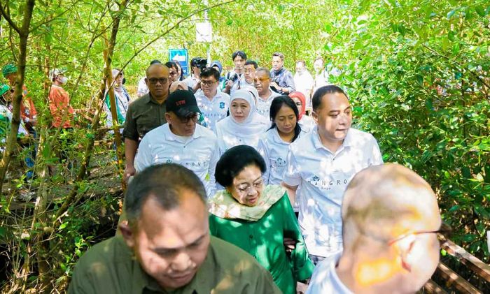 Gubernur Khofifah Optimis Kebun Raya Mangrove Surabaya Dongkrak Kesejahteraan Masyarakat Pesisir Gubernur Khofifah Optimis Kebun Raya Mangrove Surabaya Dongkrak Kesejahteraan Masyarakat Pesisir