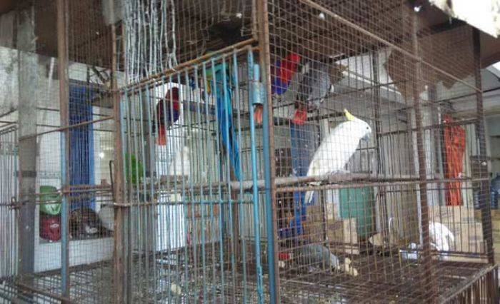 Polisi segera Tindaklanjuti Temuan Satwa Langka di Supermarket Kota Blitar