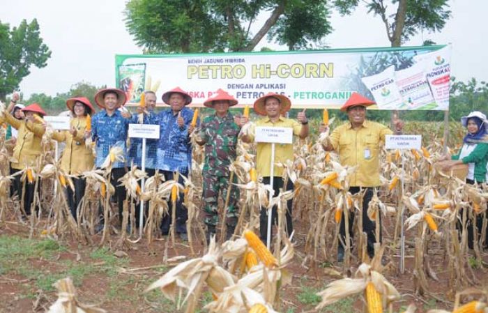 Hasil Panen Jagung dengan Pupuk Petro Hi-Corn di Wotan Panceng Melimpah