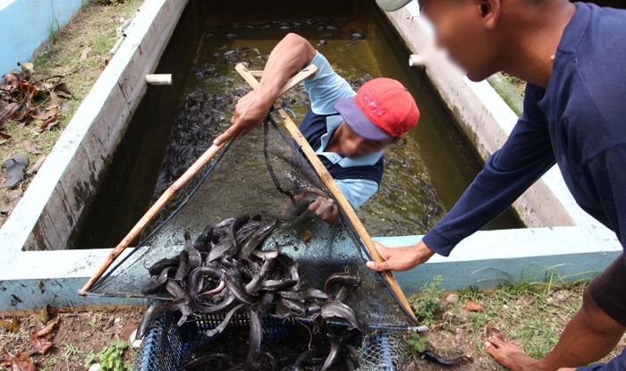 WBP Lapas Kelas I Madiun Berhasil Panen 5.000 Ekor Ikan Lele WBP Lapas Kelas I Madiun Berhasil Panen 5.000 Ekor Ikan Lele
