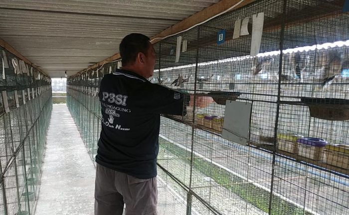 Pandemi Covid-19 Tak Menghalangi Peternak Perkutut Meraup Untung Besar Pandemi Covid-19 Tak Menghalangi Peternak Perkutut Meraup Untung Besar