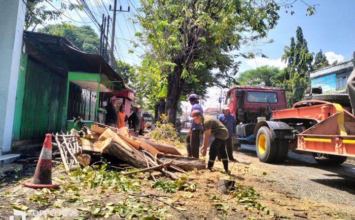 Bahayakan Pengendara, BBPJN VIII Tebang Pohon di Pinggir Jalan Bahayakan Pengendara, BBPJN VIII Tebang Pohon di Pinggir Jalan