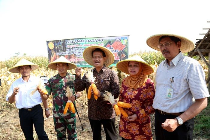 Produksi Jagung Pakan di Kediri Melimpah, Bupati Harap Bisa Ekspor Produksi Jagung Pakan di Kediri Melimpah, Bupati Harap Bisa Ekspor