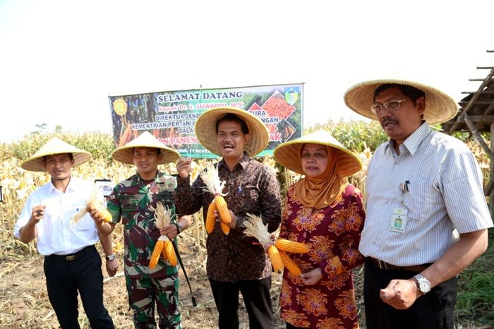 ​Produksi Jagung Pakan di Kediri Melimpah, Bupati Harap Bisa Ekspor