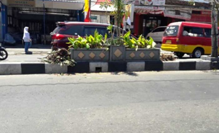 Gemar Bongkar Pasang Tanaman, BLH Gresik Dikritik Masyarakat Gemar Bongkar Pasang Tanaman, BLH Gresik Dikritik Masyarakat