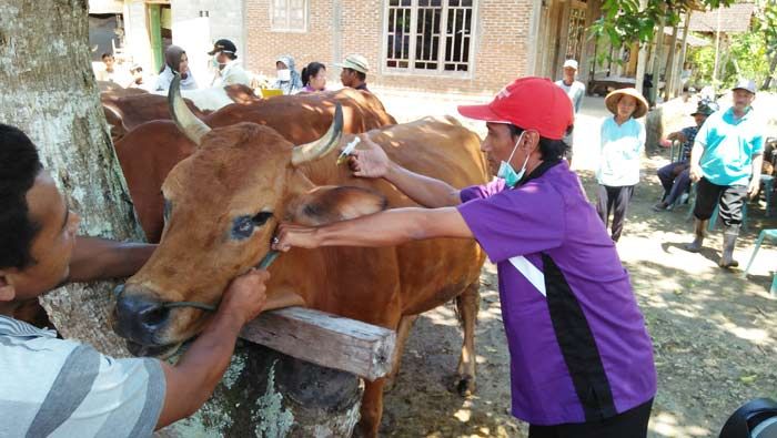 7 Sapi Mati Mendadak, Dinas Peternakan Blitar Intensifkan Pemeriksaan