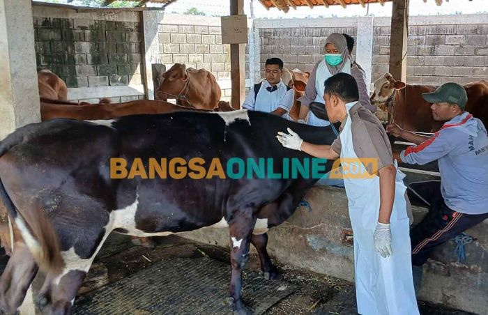 Antisipasi PMK, Ribuan Sapi di Jombang Sudah Divaksin Antisipasi PMK, Ribuan Sapi di Jombang Sudah Divaksin