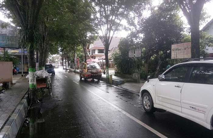 BPBD Pacitan: Waspadai Pohon Lapuk BPBD Pacitan: Waspadai Pohon Lapuk