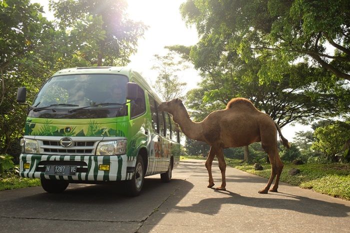 Masa Coblosan, Taman Safari Prigen Beri Diskon 27 Persen Masa Coblosan, Taman Safari Prigen Beri Diskon 27 Persen