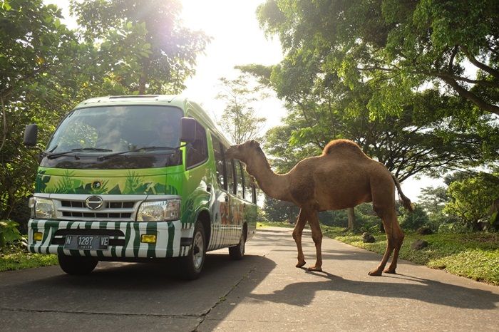 Masa Coblosan, Taman Safari Prigen Beri Diskon 27 Persen