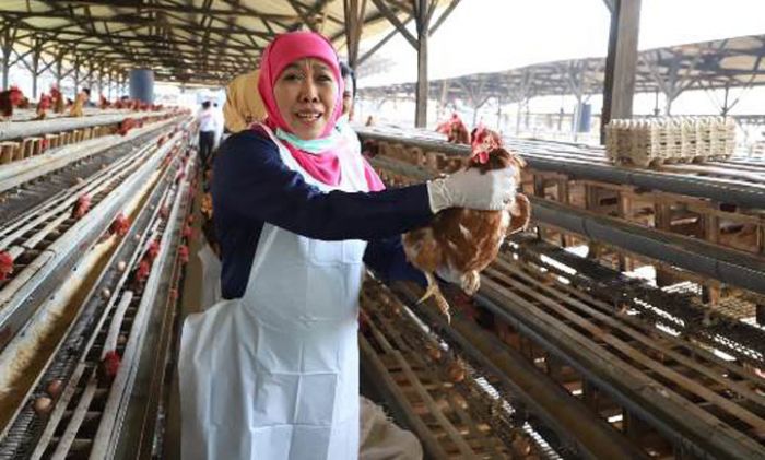 Diproduksi Pola Good Farming Practices, Khofifah: Masyarakat Tak Perlu Cemas Konsumsi Telur Jatim Diproduksi Pola Good Farming Practices, Khofifah: Masyarakat Tak Perlu Cemas Konsumsi Telur Jatim