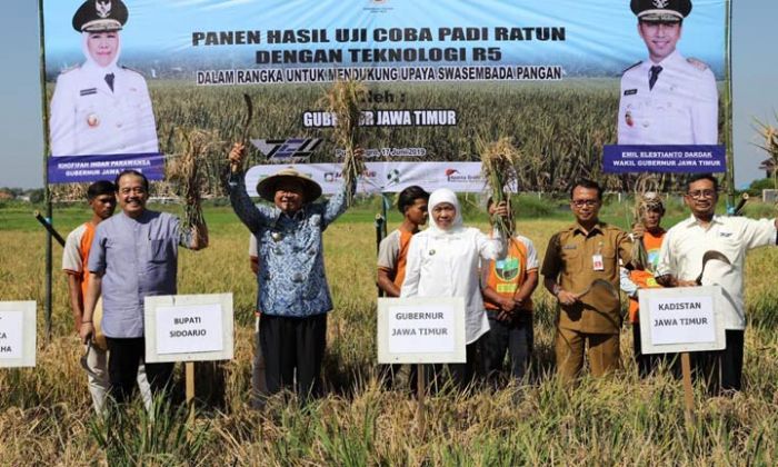Pemprov Kembangkan Padi Ratoon R5, Bisa Panen Setahun Lima Kali Pemprov Kembangkan Padi Ratoon R5, Bisa Panen Setahun Lima Kali