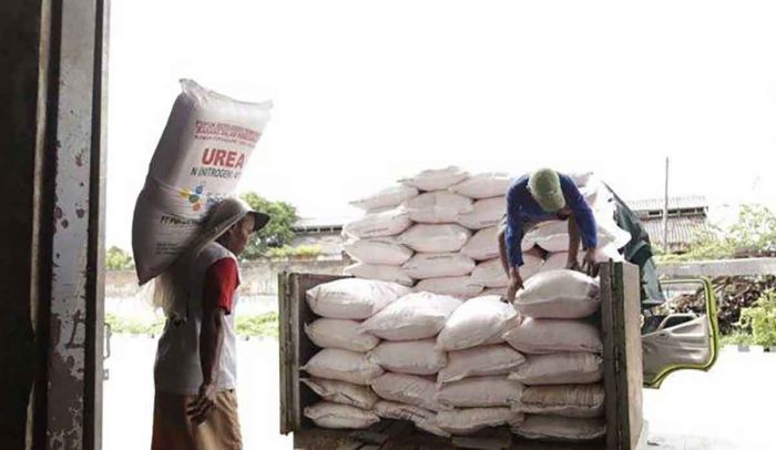 Harga Pupuk Subsidi di Montong Tuban Berbeda, Antara Rp280-320 Ribu Harga Pupuk Subsidi di Montong Tuban Berbeda, Antara Rp280-320 Ribu