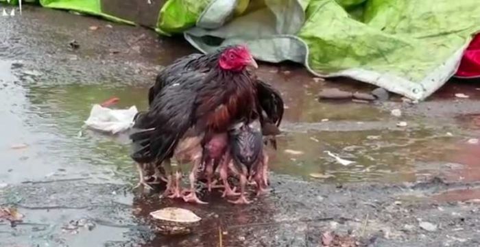 Induk Ayam Ini Lindungi Anaknya saat Hujan Lebat Induk Ayam Ini Lindungi Anaknya saat Hujan Lebat