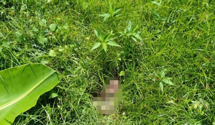 Warga Rembangan Hill Jember Dihebohkan Jasad Orok Warga Rembangan Hill Jember Dihebohkan Jasad Orok