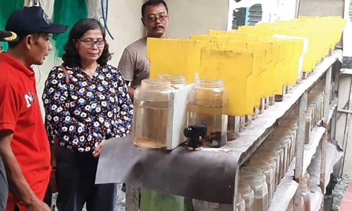 Pj Wali Kota Kediri Berburu Ikan Cupang di Kampung Harmoni Betta Pj Wali Kota Kediri Berburu Ikan Cupang di Kampung Harmoni Betta