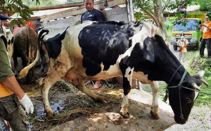 Terancam Longsor Susulan, 16 KK dan 30 Ekor Sapi di Dusun Brau Diungsikan Terancam Longsor Susulan, 16 KK dan 30 Ekor Sapi di Dusun Brau Diungsikan