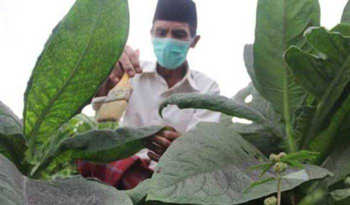 Pabrikan Ragukan Kualitas, Petani Tembakau di Bondowoso Terancam Gulung Tikar Pabrikan Ragukan Kualitas, Petani Tembakau di Bondowoso Terancam Gulung Tikar