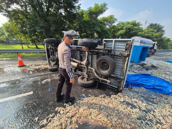 Pick Up Muatan Udang Terguling di Tol Waru Sidoarjo, 2 Orang Alami Luka Pick Up Muatan Udang Terguling di Tol Waru Sidoarjo, 2 Orang Alami Luka