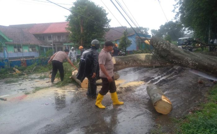 Boncengan dengan Anak, Ibu 35 Tahun di Kediri Tewas Tertimpa Pohon Tumbang Boncengan dengan Anak, Ibu 35 Tahun di Kediri Tewas Tertimpa Pohon Tumbang