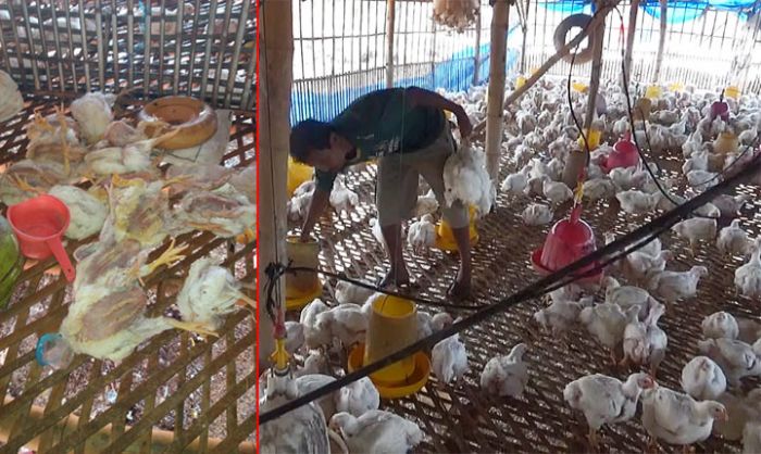 Cuaca Panas Dampak Kemarau Panjang, Ayam pun Kelimpungan, Ratusan Ekor Mati