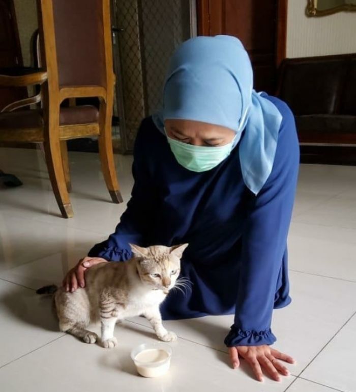 Masih Isolasi, Gubernur Khofifah Ditemani Kucing, Ramu Empon-Empon sendiri Masih Isolasi, Gubernur Khofifah Ditemani Kucing, Ramu Empon-Empon sendiri