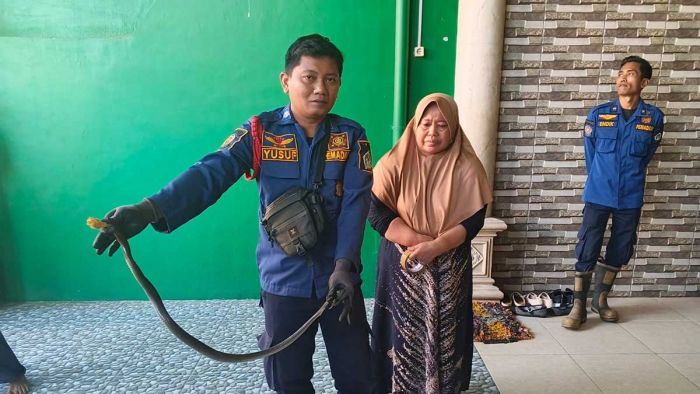 Damkar Gresik Tangkap Kobra di Menganti