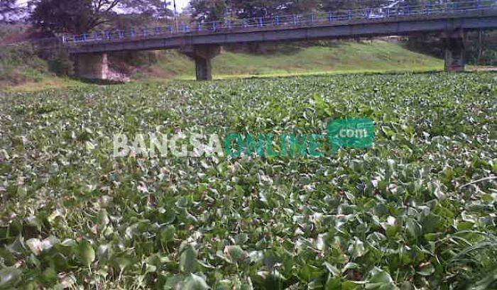 Terowongan di Besuki Tulungagung Dipenuhi Eceng Gondok, Warga Takut Banjir Terowongan di Besuki Tulungagung Dipenuhi Eceng Gondok, Warga Takut Banjir
