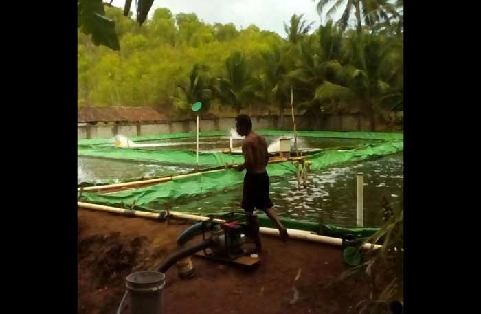 Banyak Nelayan di Pacitan Berhenti Melaut, Beralih Budidaya Udang Vaname