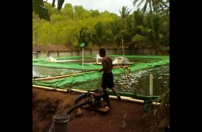 Banyak Nelayan di Pacitan Berhenti Melaut, Beralih Budidaya Udang Vaname Banyak Nelayan di Pacitan Berhenti Melaut, Beralih Budidaya Udang Vaname