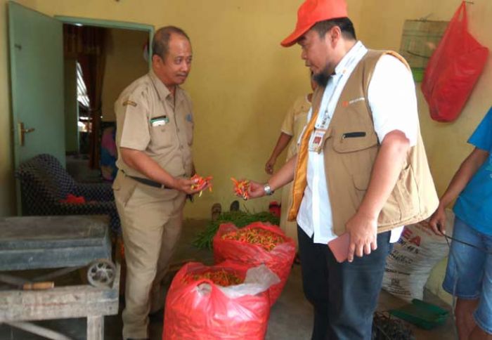 Harga Cabai di Tingkat Petani Terus Berubah