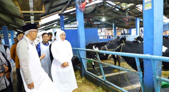 Gubernur Khofifah: KPSP Nongkojajar Jadi Model Nasional Produksi Susu Bebas Limbah dan PMK