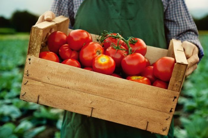 5 Buah dan Sayur yang Sebaiknya Tidak Disimpan di Kulkas 5 Buah dan Sayur yang Sebaiknya Tidak Disimpan di Kulkas